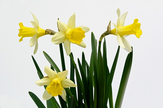 daffodils