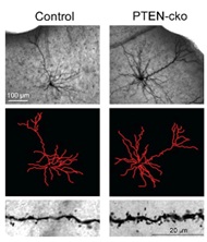 dendritic_cell_extension_pten