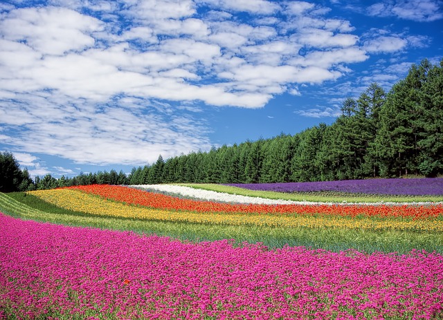 flowerfield