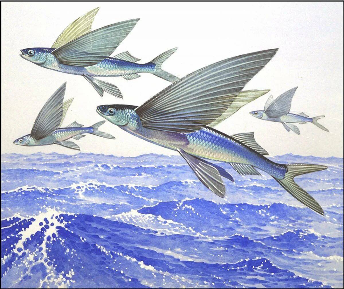 flying fish