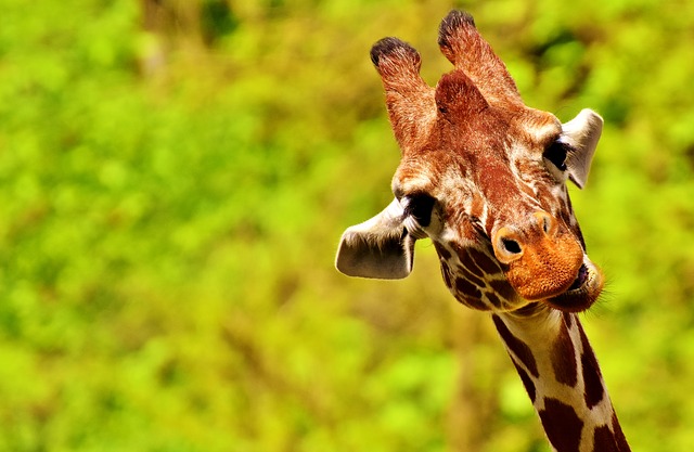 giraffe