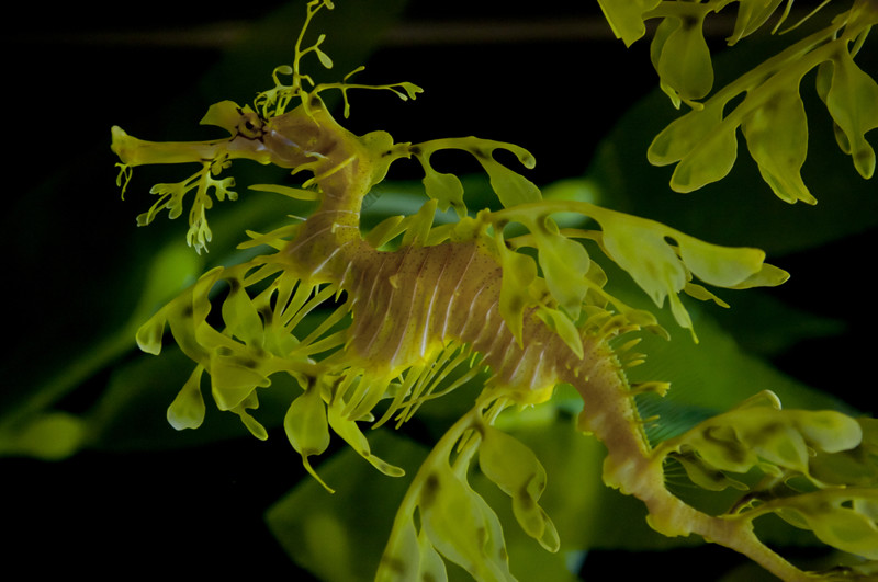 leafy seadragon