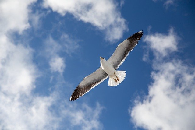 seagull