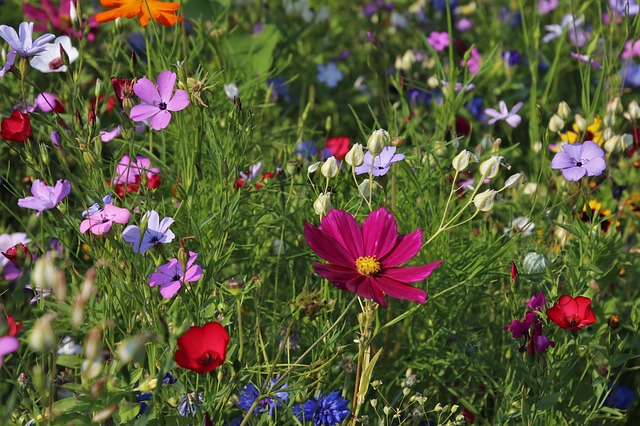 wildflowers